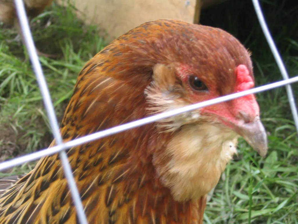 Ameraucana hen with pea comb, muffs, and beard