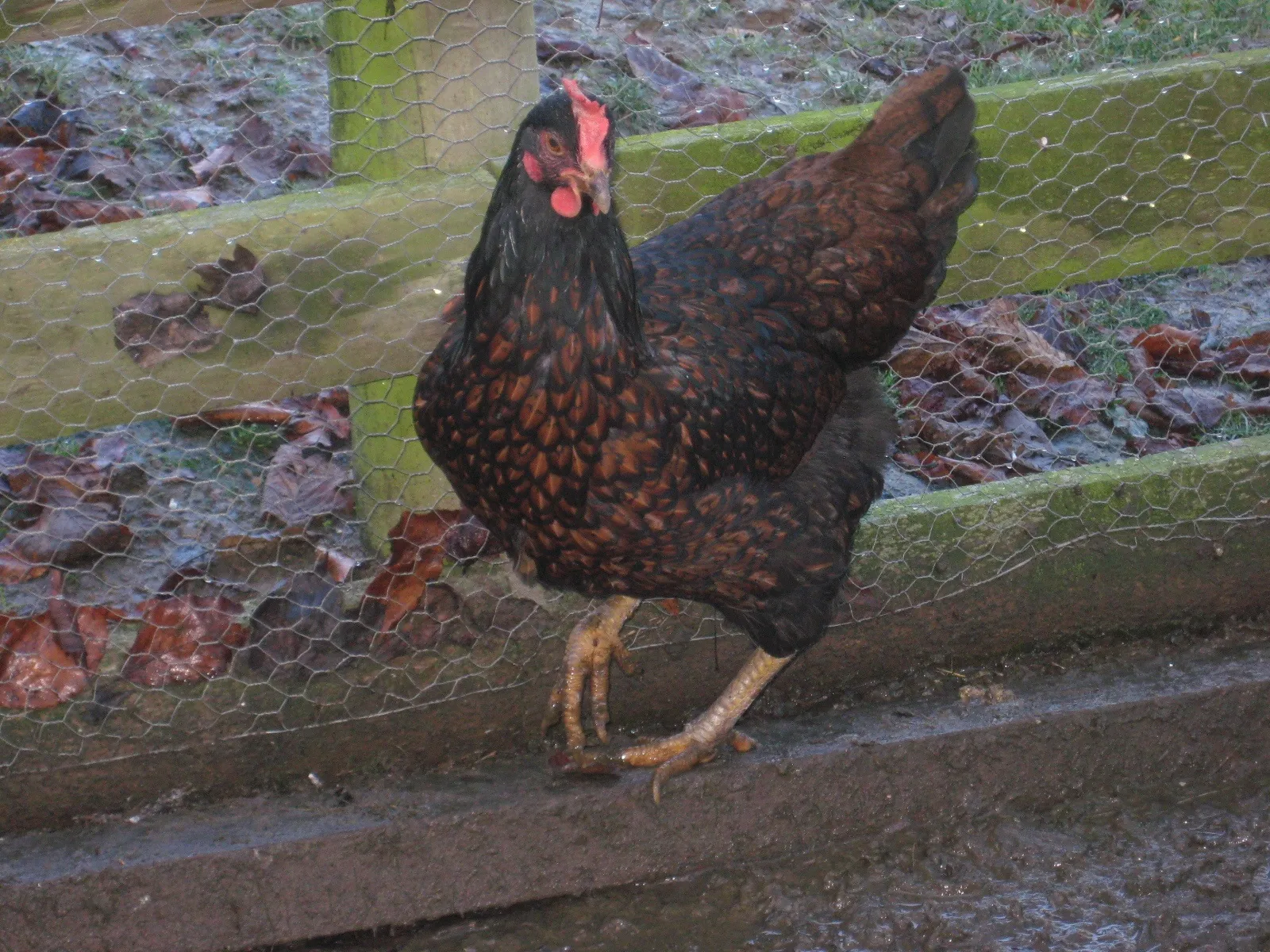 Barnevelder hen with double-laced plumage
