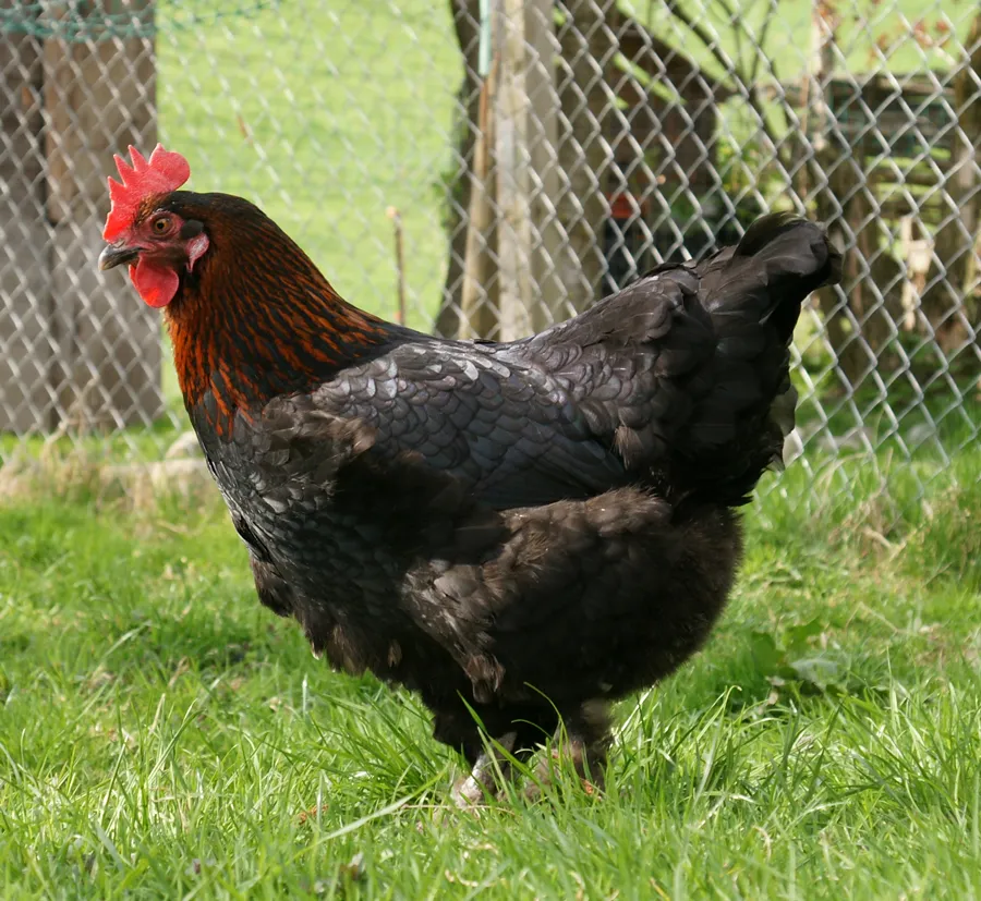 Black Copper Marans hen with dark copper-black plumage