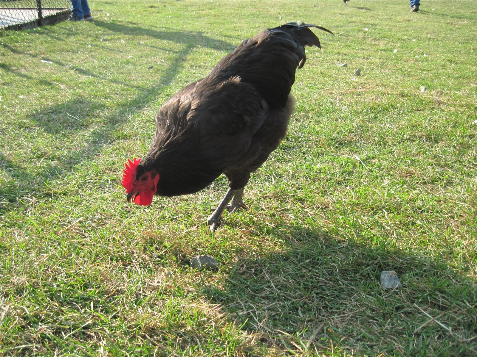 Black Star hen (labelled 'Black Sex Link' on Wikimedia Commons — the same hybrid class under a different common name)