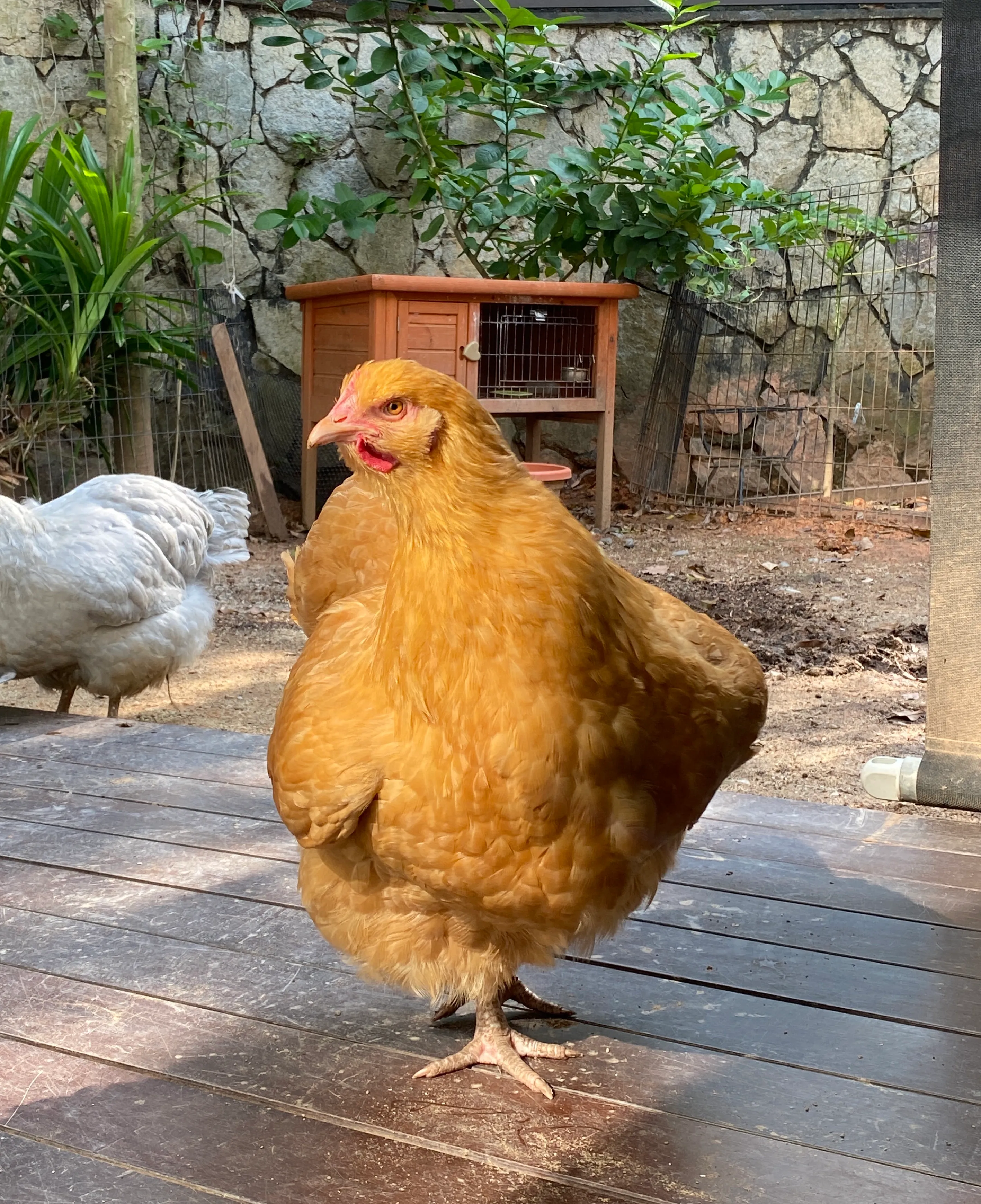 Buff Orpington hen with golden-buff plumage