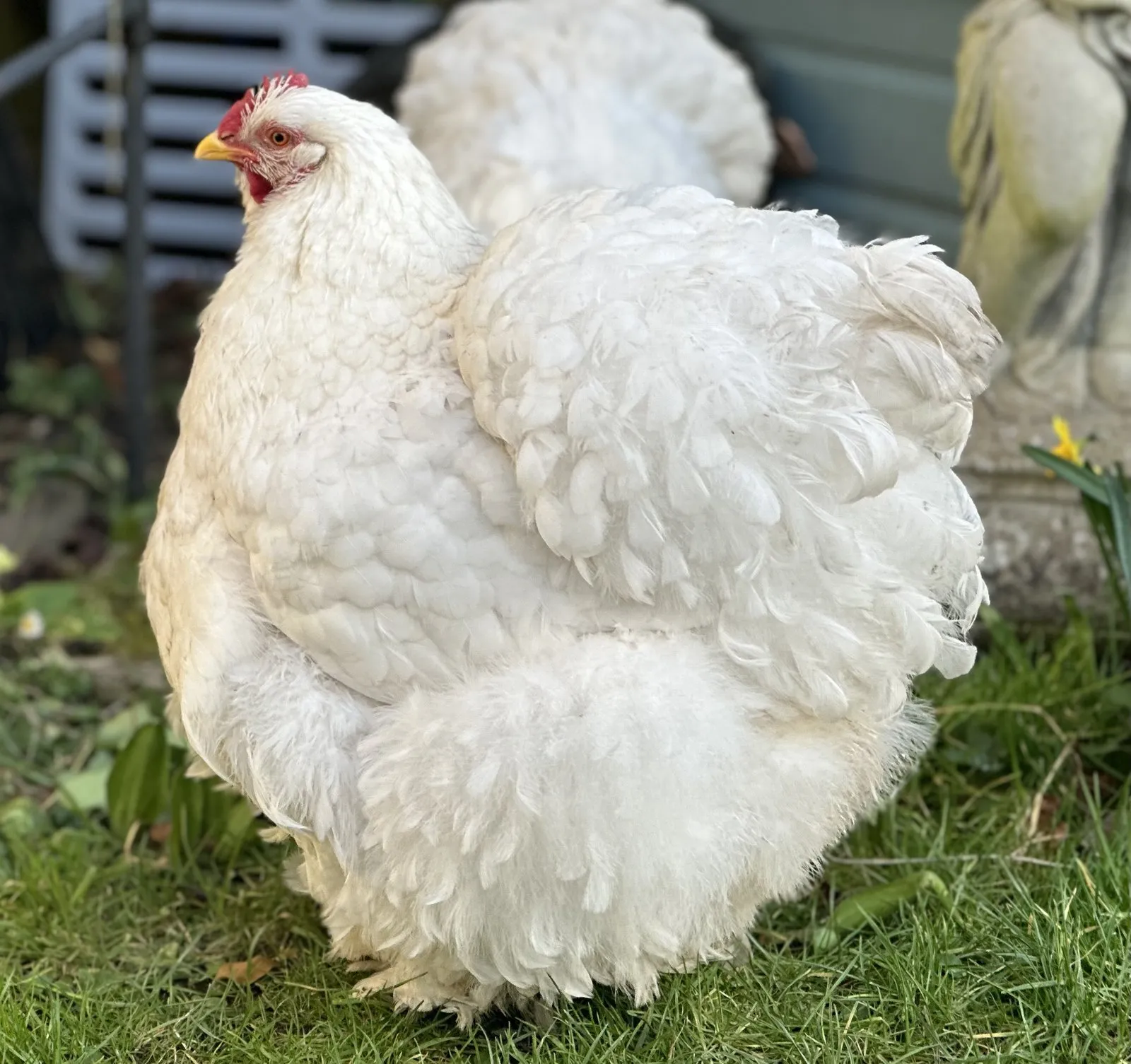 White Cochin hen showing the breed's round cushioned shape, small single comb, and foot feathering (a different color variety than the rooster pictured — breeds.json treats Cochin generically, and the two together show the breed's color range)