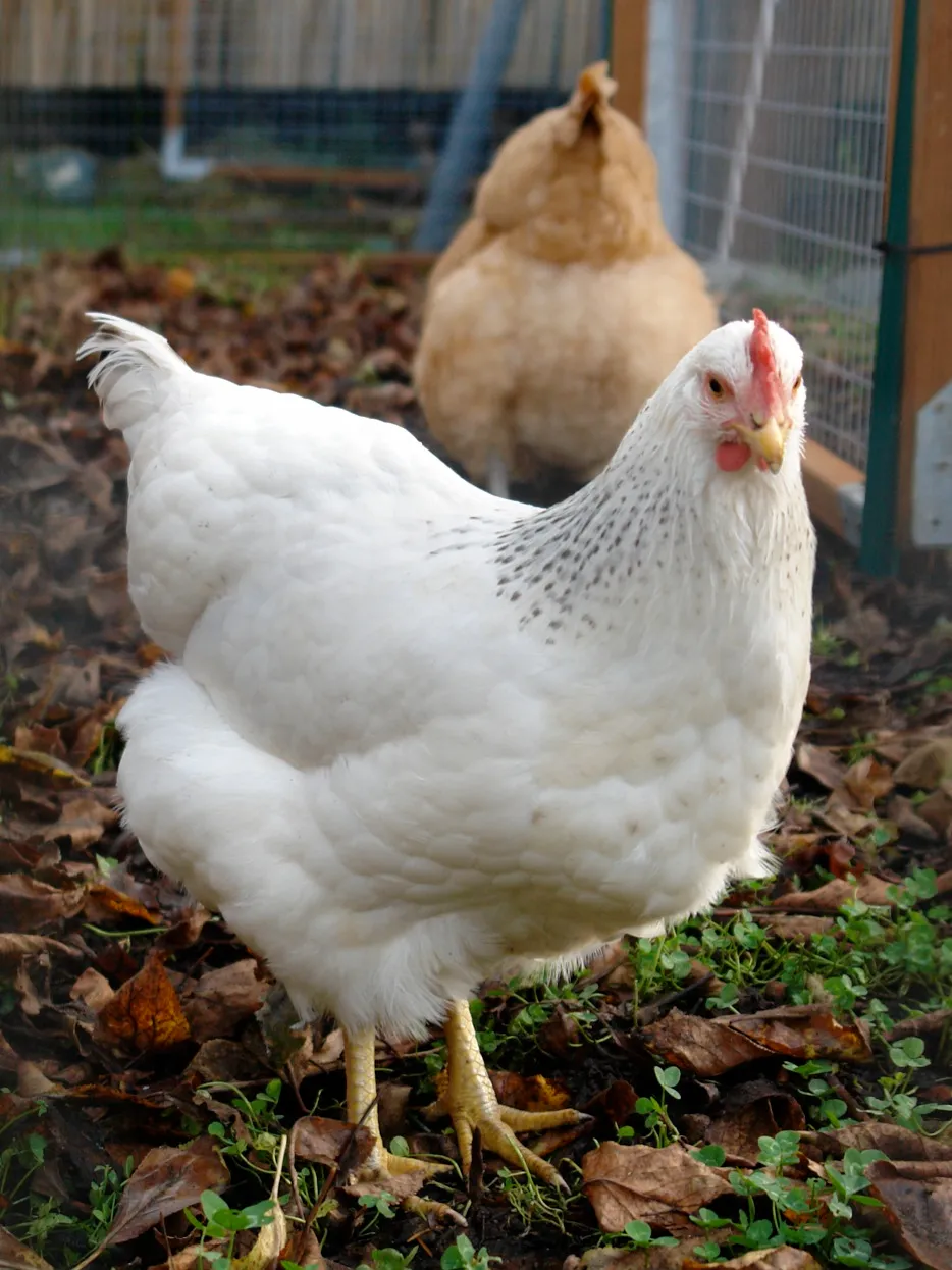 Delaware pullet showing the breed's black-barred pattern at a young age