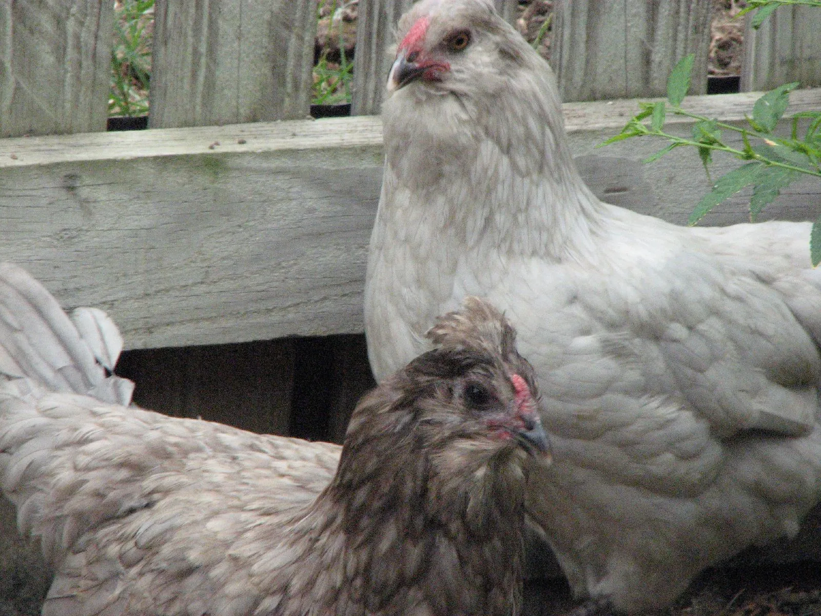 A pair of Easter Egger hens