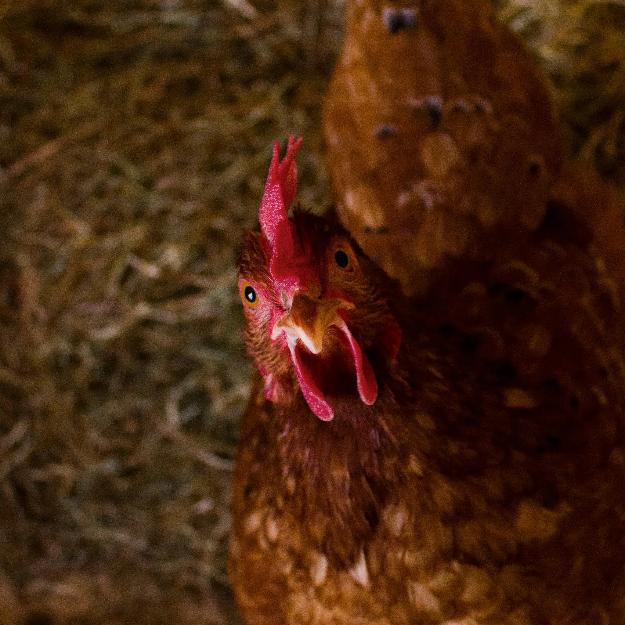 ISA Brown hen with chestnut-brown plumage