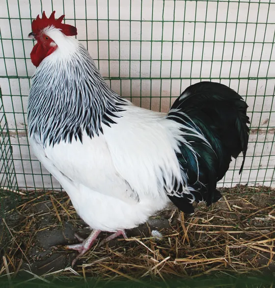 Light Sussex rooster with white body and black hackle and tail markings