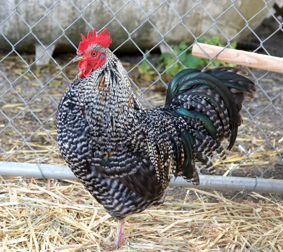 Barred Plymouth Rock rooster with black-and-white barred plumage