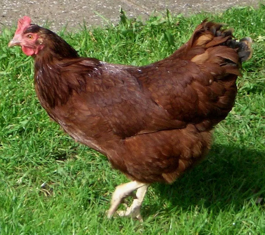 Rhode Island Red hen