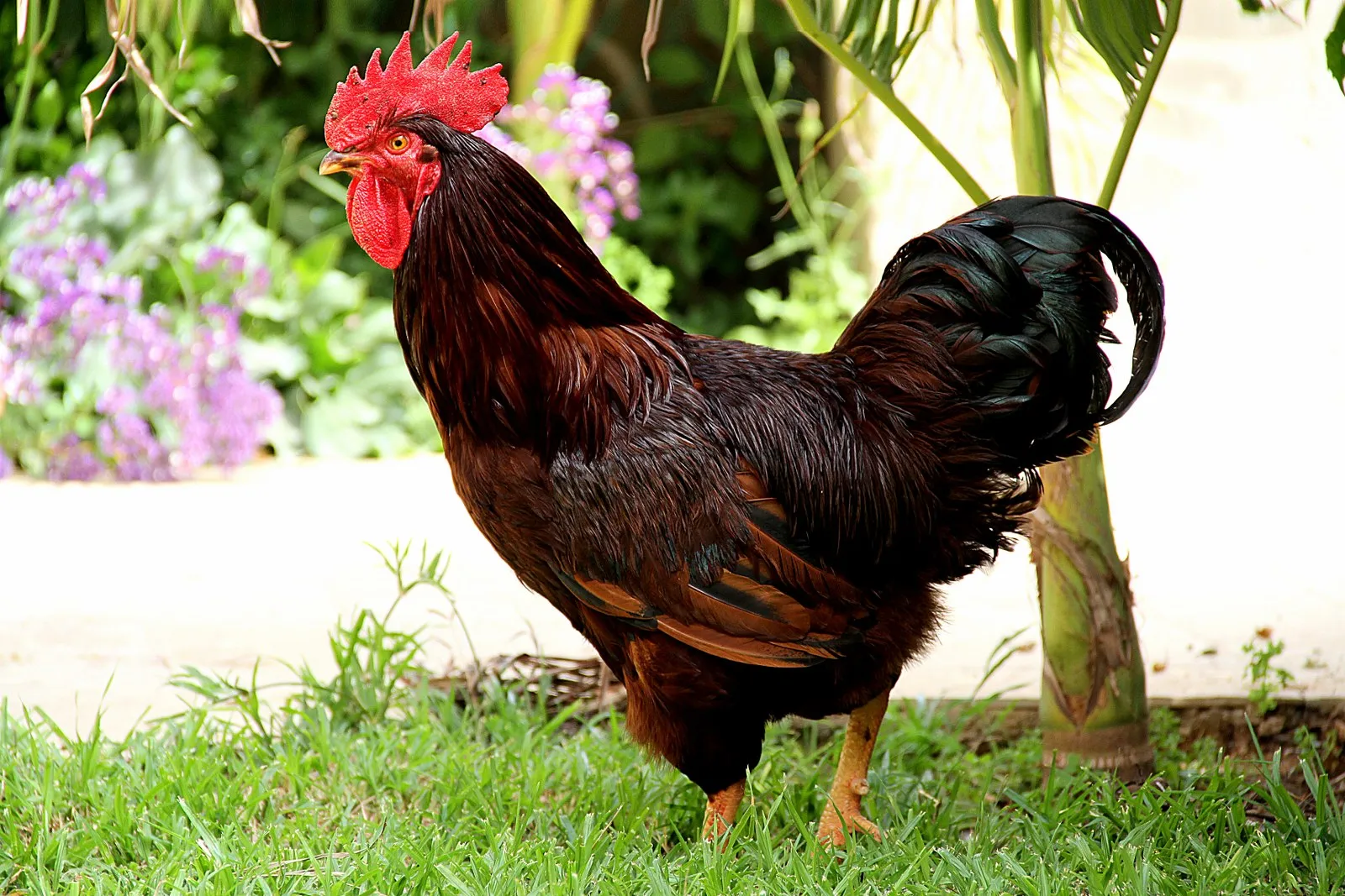 Rhode Island Red rooster with dark mahogany plumage and black tail feathers