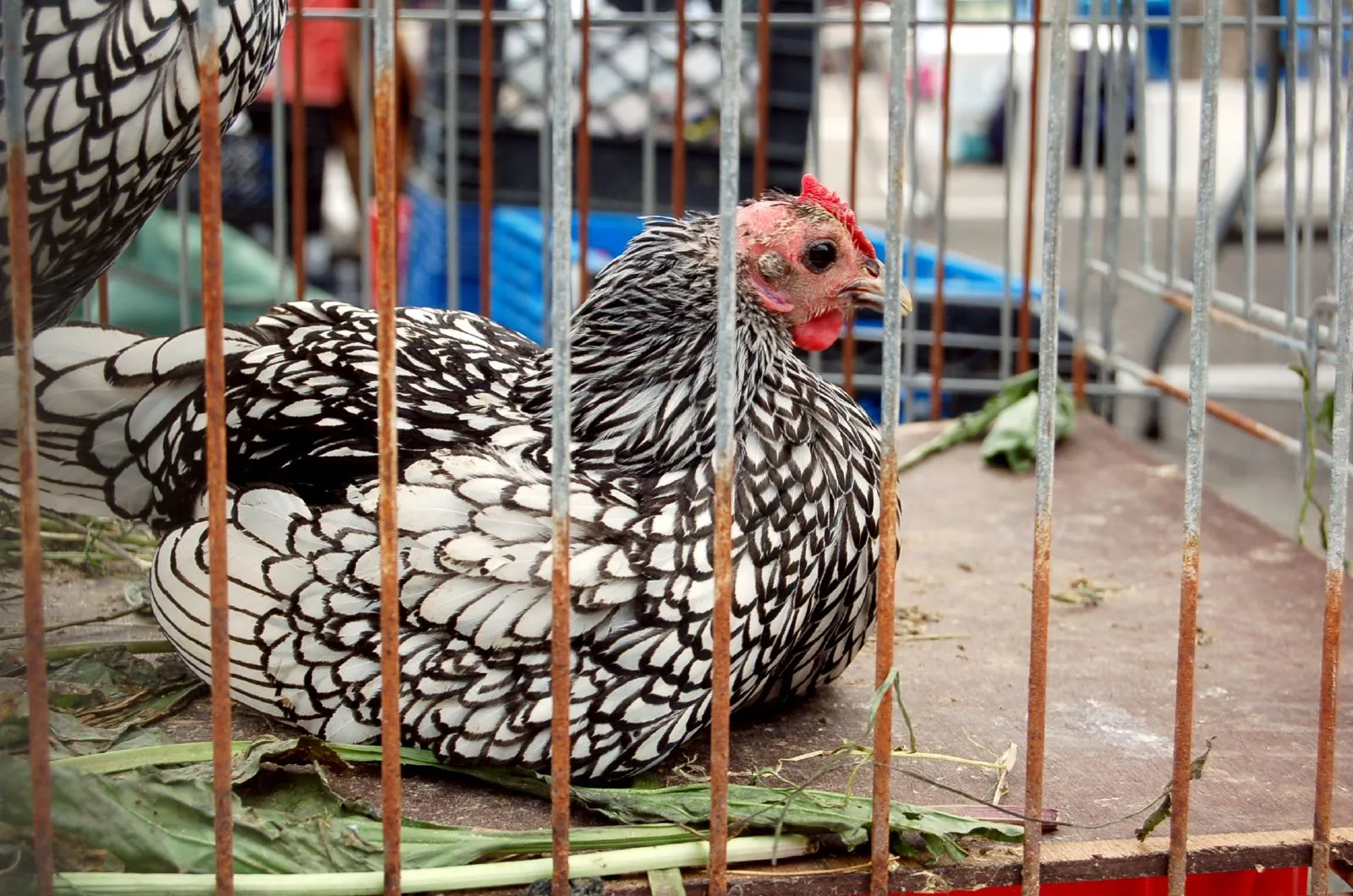 Silver Laced Sebright hens with fine black lacing