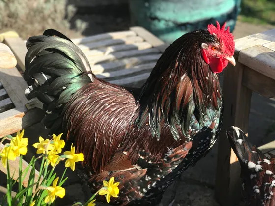 Speckled Sussex rooster with mahogany plumage and white feather tips