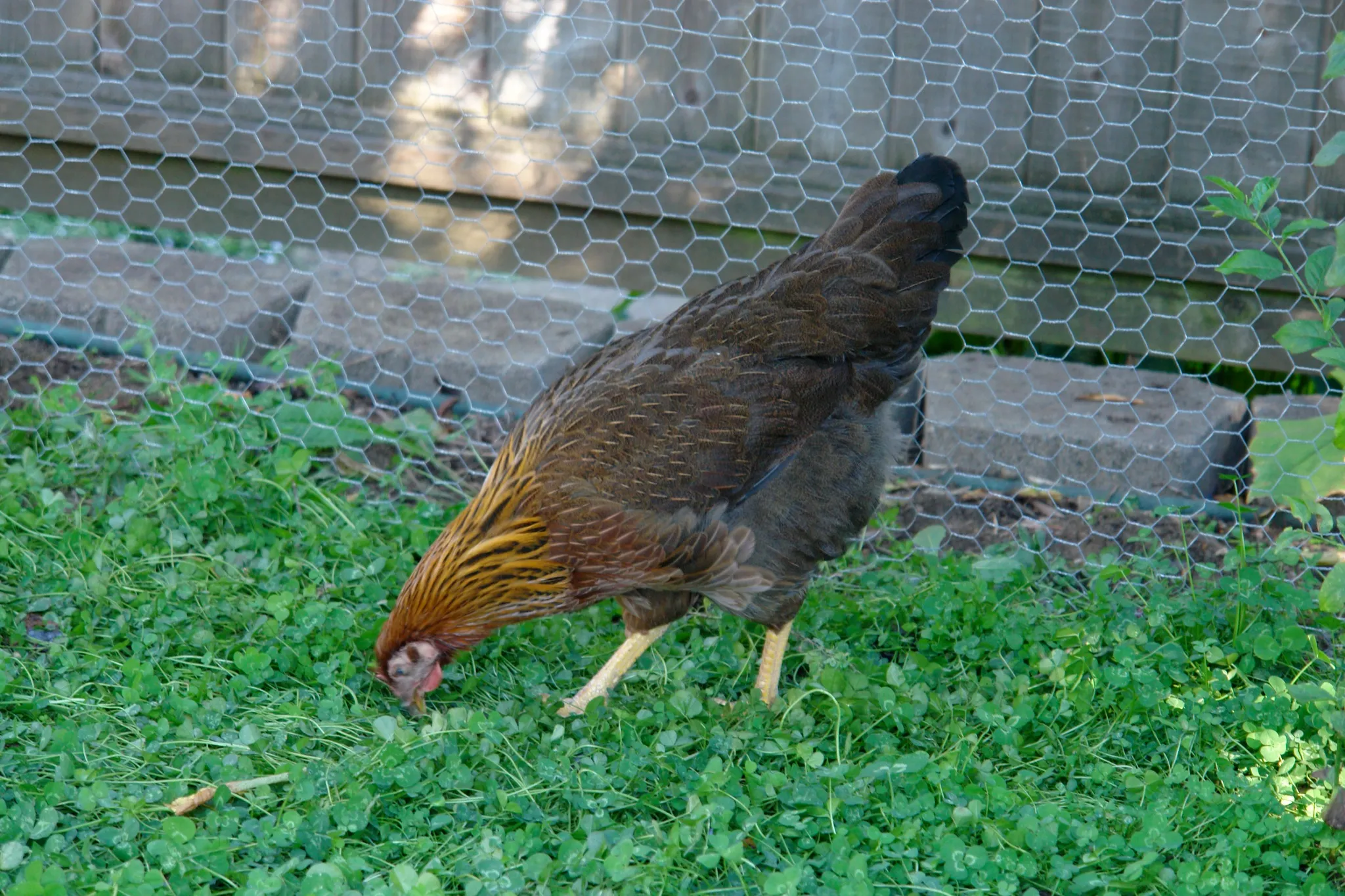 Welsummer hen