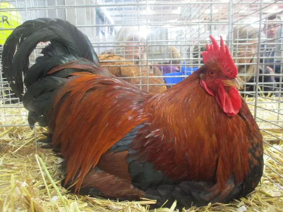 Welsummer rooster with red partridge plumage